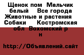 Щенок пом. Мальчик белый  - Все города Животные и растения » Собаки   . Костромская обл.,Вохомский р-н